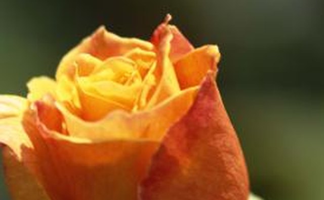 A flower might symbolize youth.
