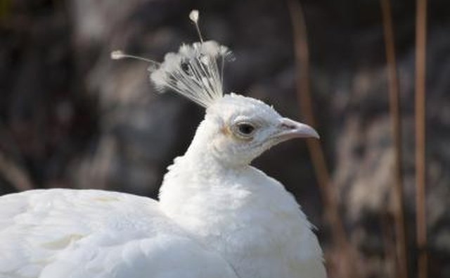 Close up of white peacock, its color standing for awakening, spirituality and light