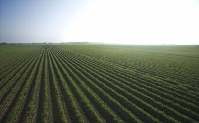 Agriculture was developed during the Zhou period.