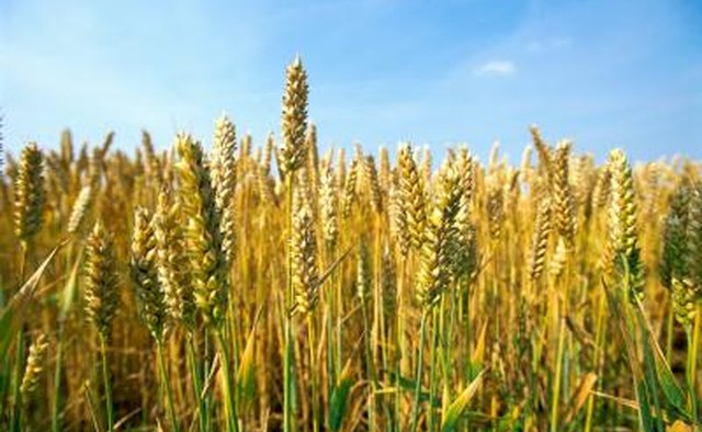 First-fruit wave offerings marked the beginning of the spring grain harvest.