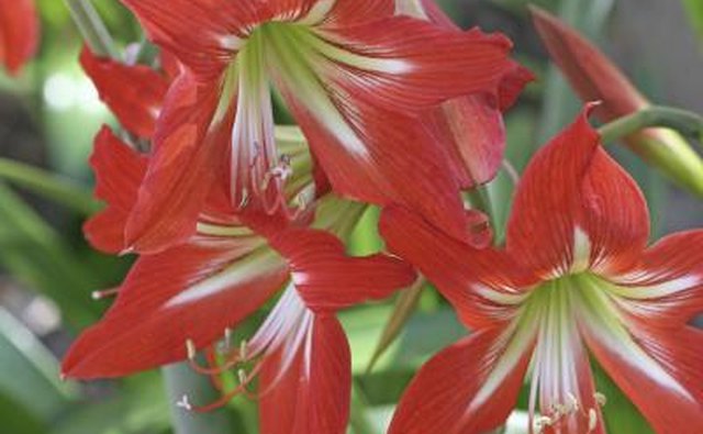 Red amaryllis.