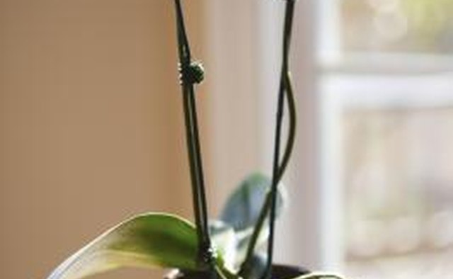 Potted orchids make nice thank you gifts.