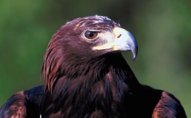 Golden eagle