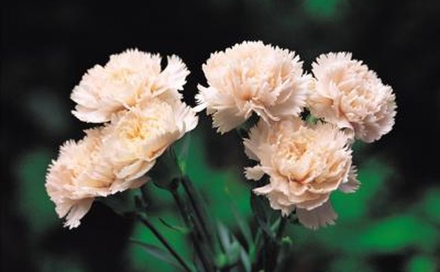 Pink carnations are good for an apology.
