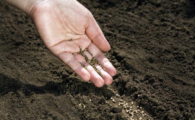 A hand planting seeds in soil.