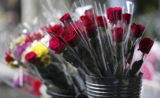 Red roses for sale in a flower shop.