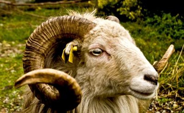There are biblical references to offerings of rams and their organs as peace offerings.
