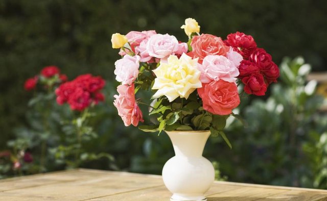 Beautiful roses in vase