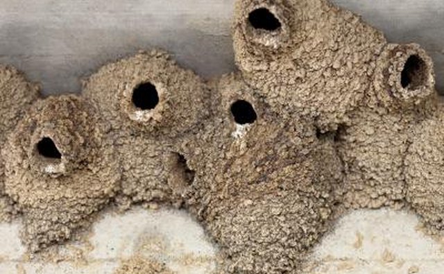 a collection of cliff swallow nests