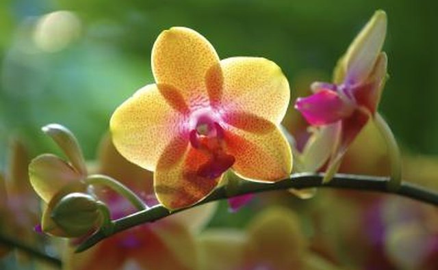 Yellow orchid