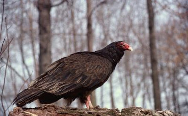 A turkey vulture/buzzard.