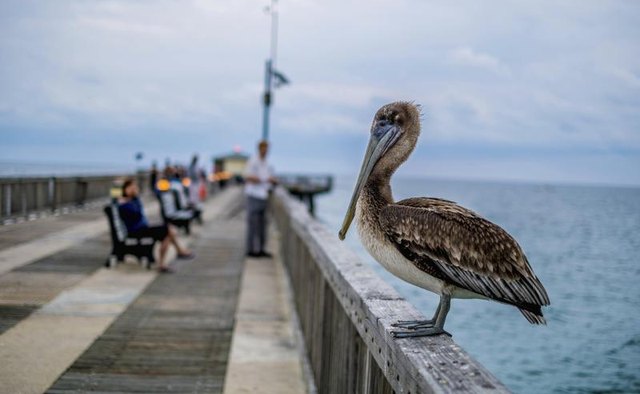 How To Fish On St George Island Gone Outdoors Your