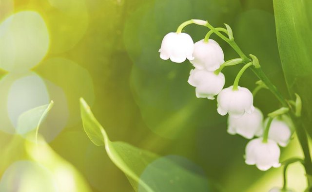 A lily of the valley flower in sunshine.