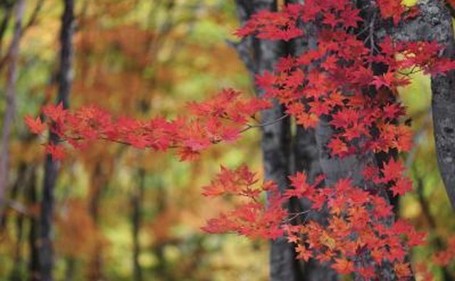 Branch of Japanese maple tree