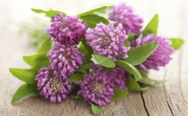 Shamrock is often part of a bridal bouguet.