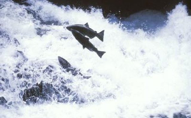 Exhaust contains chemicals that can kill aquatic life.