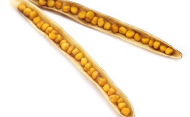 Show a picture of mustard seeds.