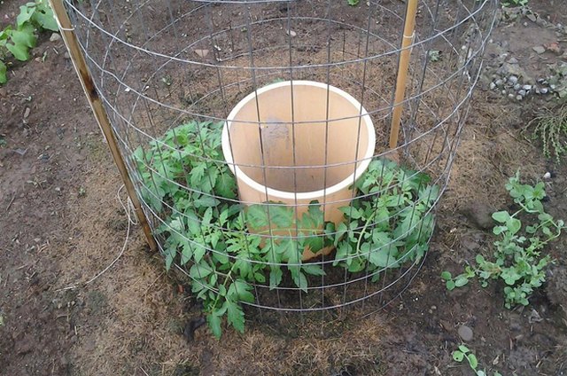 New Garden Ideas to Try Out