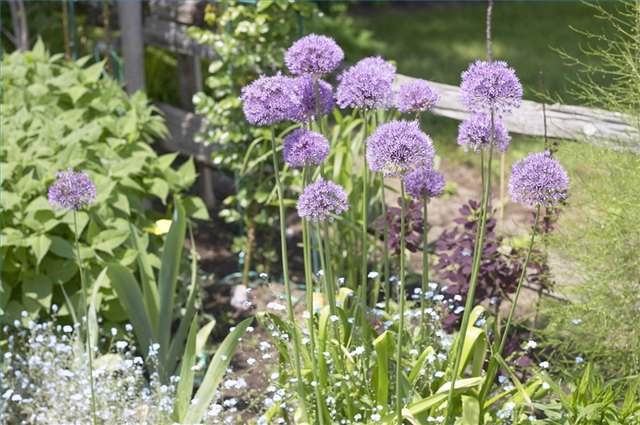 Herbs may be grown in the ground, as well as in pots.