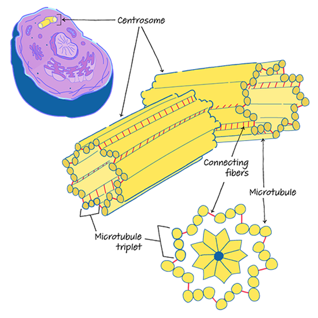 what is the difference between a centriole & a centrosome?