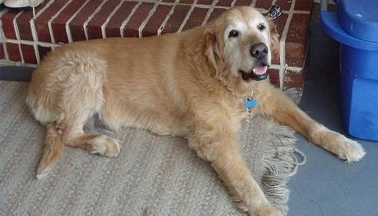 Golden retrievers are prone to osteochondrosis. Image from Wikimedia Commons.