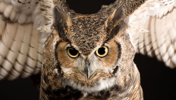 http://animals.nationalgeographic.com/