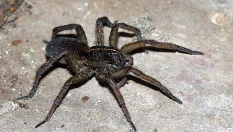 http://images.google.com/imgres?imgurl=http://severinghaus.org/pictures/nature/fauna/arthropoda/arachnida/P6104715_wolf_spider_unscaled_sm.jpg&imgrefurl=http://www.ponju.net/lofiversion/index.php/t45375.html&h=549&w=732&sz=70&hl=en&start=7&tbnid=3cYUiDOB3n8lsM:&tbnh=106&tbnw=141&prev=/images%3Fq%3Dmidwest%2Bspiders%26gbv%3D2%26hl%3Den%26client%3Dfirefox-a%26rls%3Dorg.mozilla:en-US:official%26sa%3DG