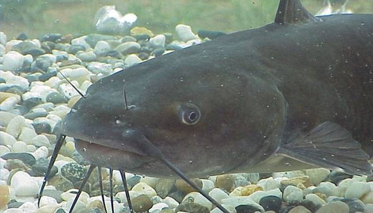 wikimedia commons