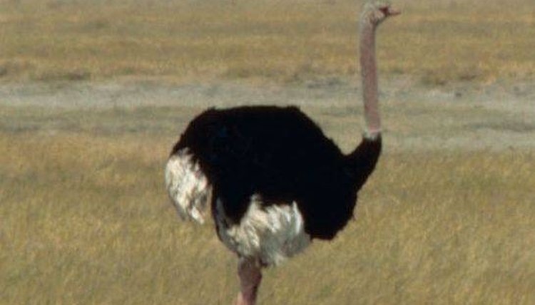 wikimedia commons