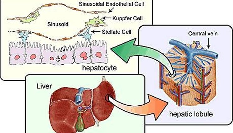 what-are-the-functions-of-a-liver-cell-sciencing