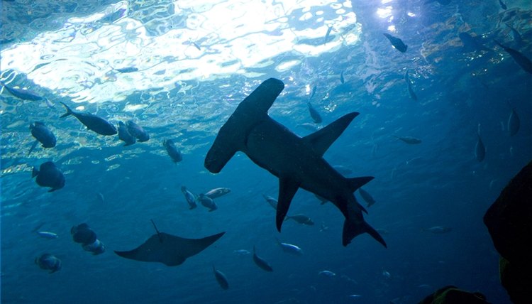 Where do hammerhead sharks live?