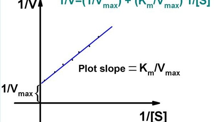 How To Calculate Km Sciencing A Sketch Of The Lineweaver Burk Plot