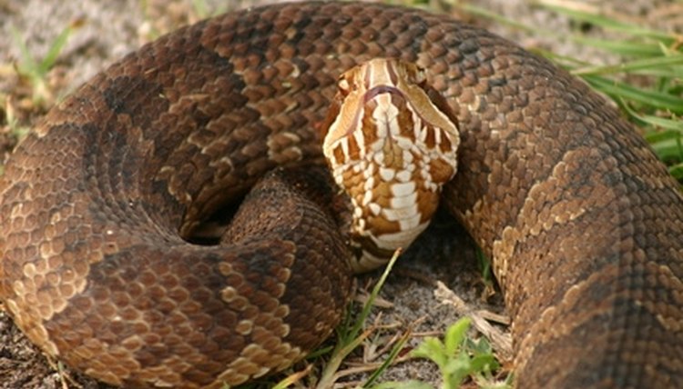 what-is-the-description-of-a-water-moccasin-sciencing