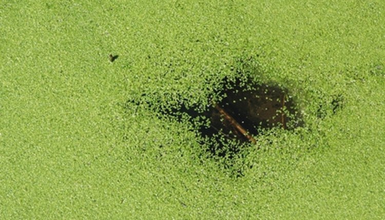 What Animals Eat Duckweed? | Sciencing
