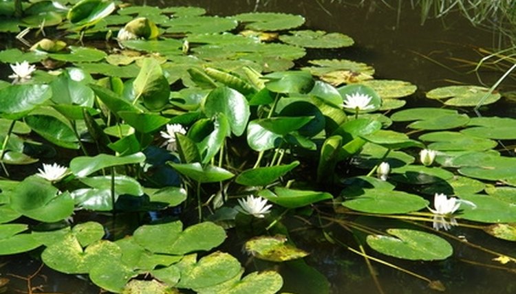 characteristics-of-aquatic-plants-sciencing