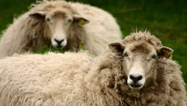 sheep image by jeancliclac from Fotolia.com