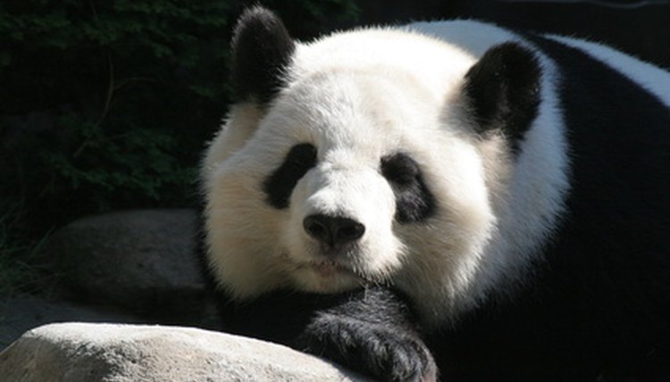 giant panda,panda,bear,mammal,animal,nature,black image by Earl Robbins from Fotolia.com