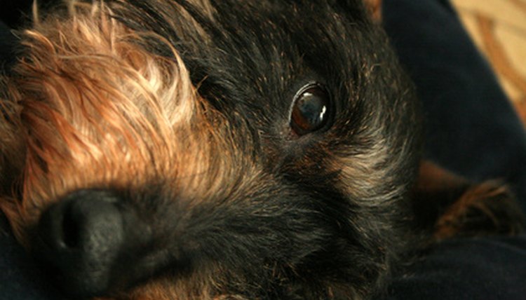 Dog image by Wrzosiu from Fotolia.com