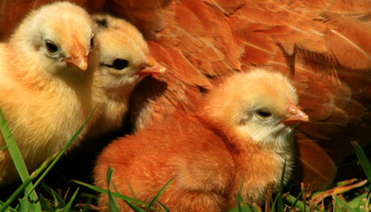 Aracauna Chicks image by Lee O'Dell from Fotolia.com