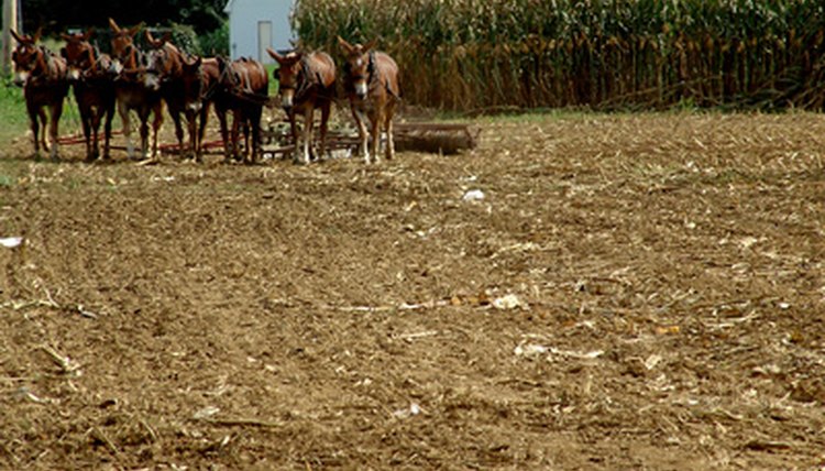 Thesis on agriculture