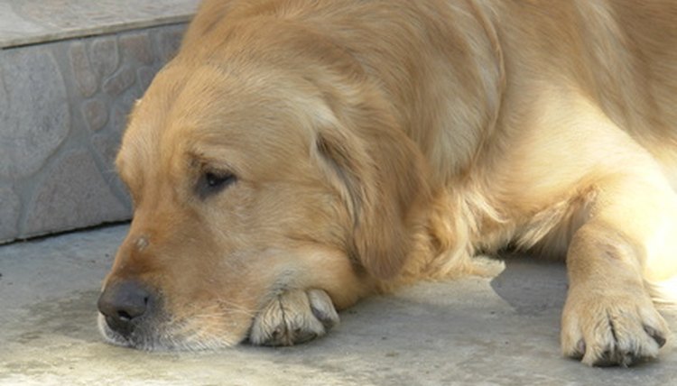 golden retriever relax image by Nenad Djedovic from Fotolia.com