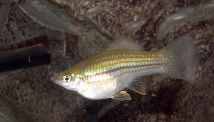 fish image by Henryk Olszewski from Fotolia.com