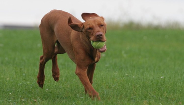 funny dog puppy playing with toy in mouth running image by Paul Retherford from Fotolia.com
