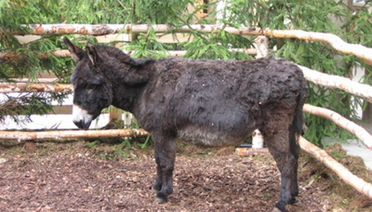 donkey image by Marcin Karpeta from Fotolia.com