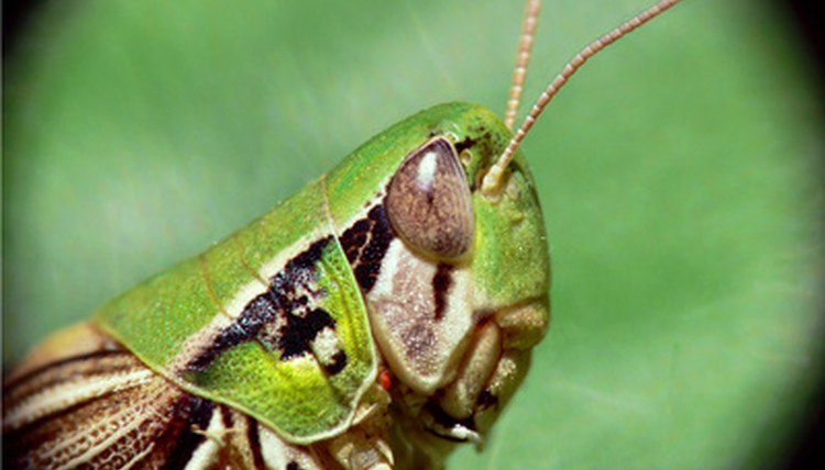 grasshopper image by Ben Twist from Fotolia.com