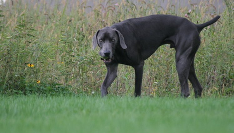 hunting dog sporting pet blue weimaraner image by Paul Retherford from Fotolia.com