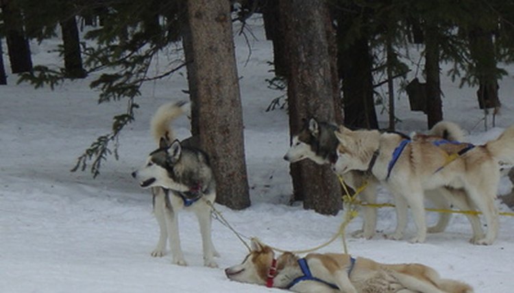 sled dog,huskie,dog,sledding,dogsledding,tiger roa image by Earl Robbins from Fotolia.com