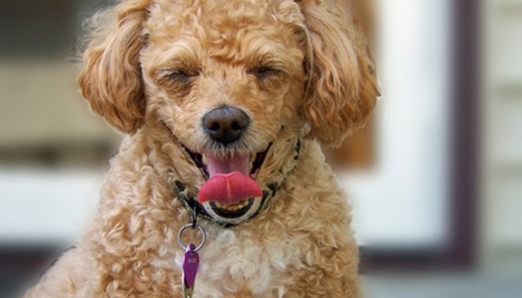 poodle image by palms from Fotolia.com