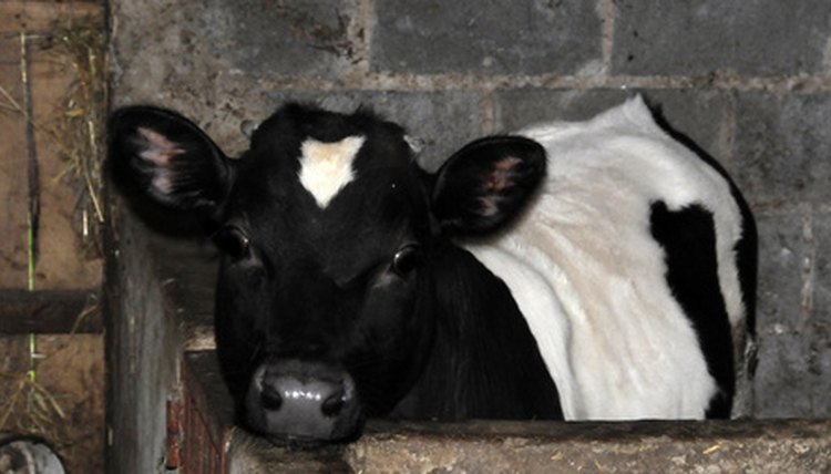 farm animals image by Zbigniew Nowak from Fotolia.com