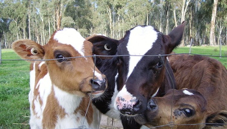 3 calves image by JoJo from Fotolia.com